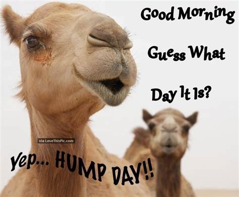 funny hump day quotes|hump day morning inspirational quotes.